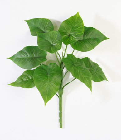 картинка Сингониум ботаническая копия от магазина KALINA