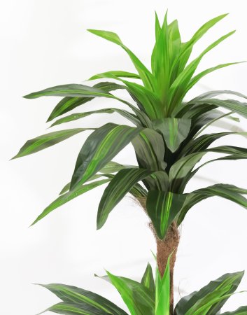 Куст драцены "Фрагранс" 130 см