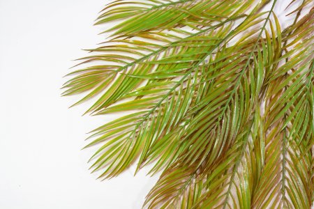 картинка Ветка пальмы 2 (12 листов) от магазина KALINA
