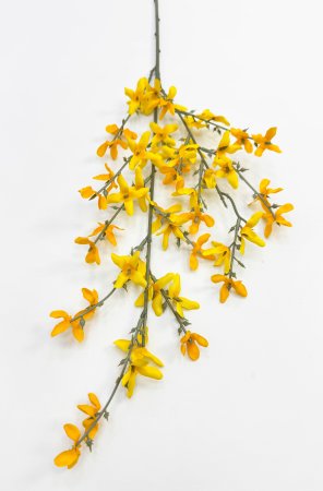 Форзиция ветка малая