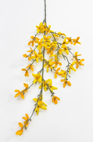 Форзиция ветка малая