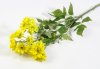 Ветка хризантемы кустовой желтой