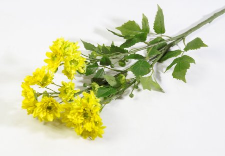 Ветка хризантемы кустовой желтой