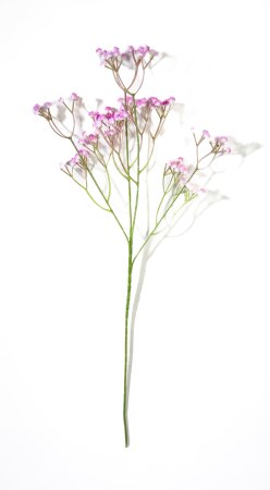 Ветка гипсофилы "Нежно-розовая"