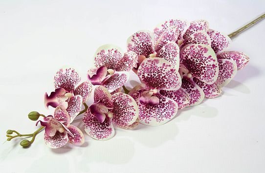 Ветка орхидеи 25 от магазина KALINA являющийся официальным дистрибьютором в России 
