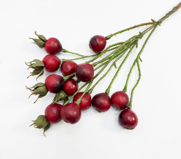 Шиповник "Глобус" красный