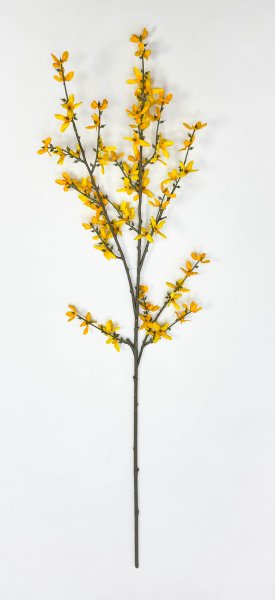 Форзиция ветка высокая