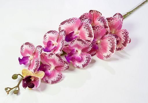 Ветка орхидеи 26 от магазина KALINA являющийся официальным дистрибьютором в России 