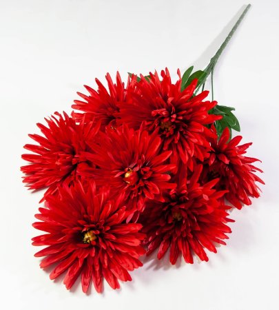 Хризантема "Танго" 7 цветков