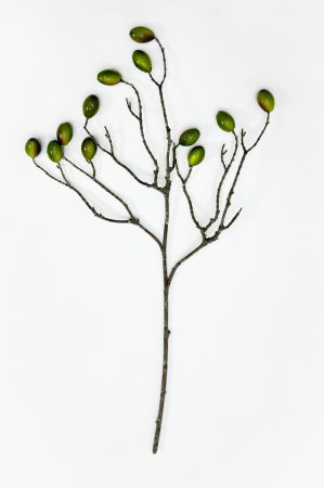 Ветка оливы с зелеными плодами