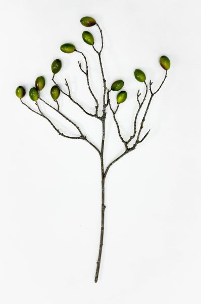 Ветка оливы с зелеными плодами