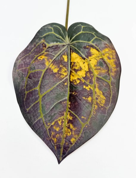 картинка Антуриум Хрустальный осенний  от магазина KALINA