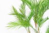 Бамбуковая пальма 5 стволов 150 см