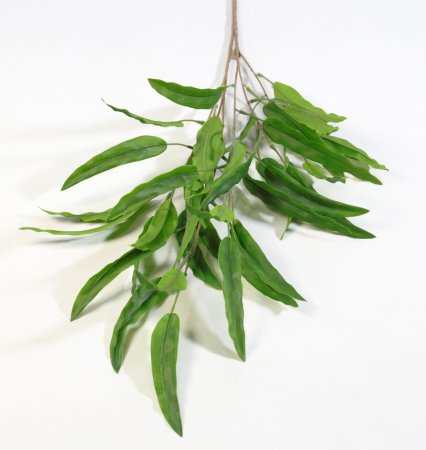 картинка Рускус Садовый от магазина KALINA