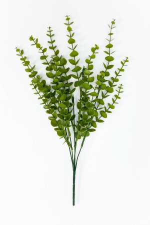 картинка Эвкалипт Гунна от магазина KALINA