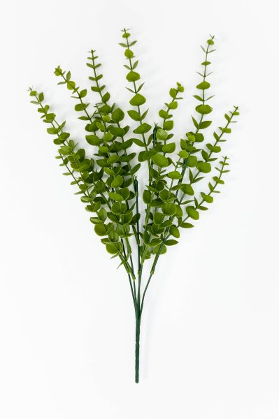 картинка Эвкалипт Гунна от магазина KALINA