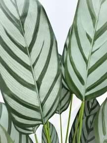 Калатея Маджестика 180 см