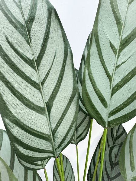 Калатея Маджестика 180 см