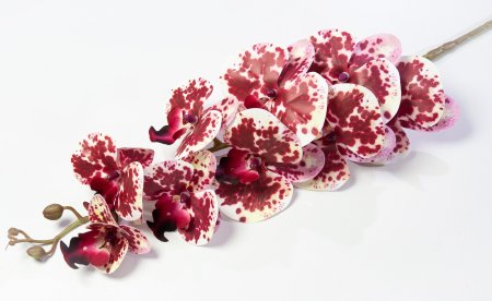 Ветка орхидеи 43