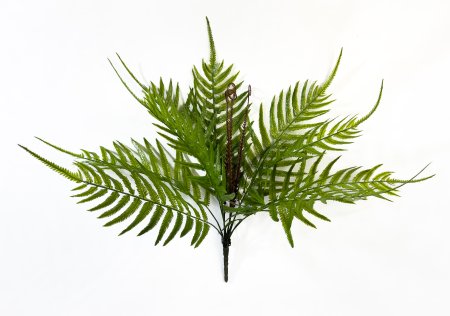 картинка Папоротник Гониофлебиум от магазина KALINA