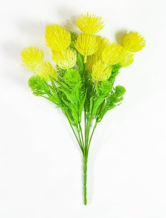 Букет гемантуса