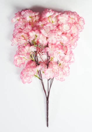 Ветка яблони 5 веток