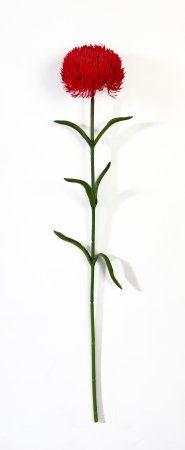 Гвоздика красная