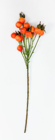 Шиповник "Глобус" оранжевый