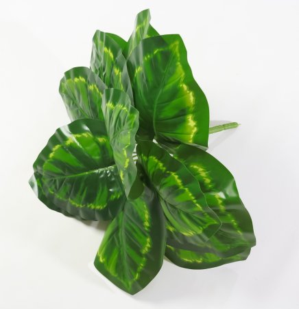 картинка Калатея широколистная от магазина KALINA