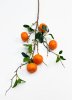 Ветка мандарина 5 плодов