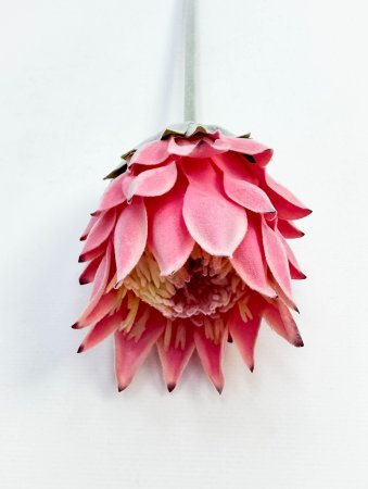 Протея "Мадиба малая" светло-розовая