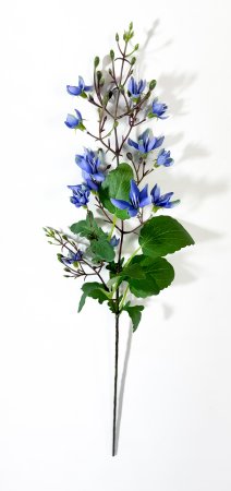 Дейция гибридная голубая