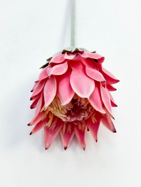 Протея "Мадиба малая" светло-розовая