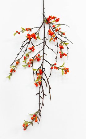 Облепиха большая