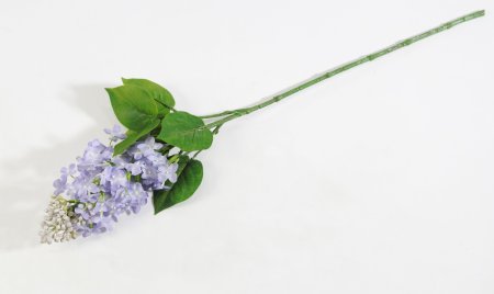 Ветка сирени обыкновенная