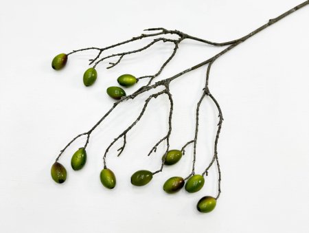 Ветка оливы с зелеными плодами