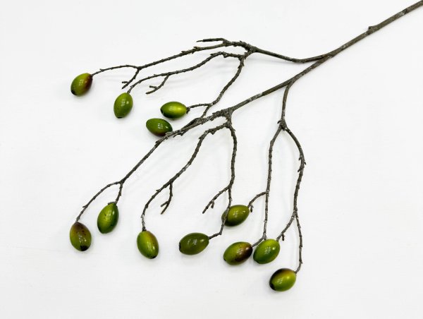 Ветка оливы с зелеными плодами