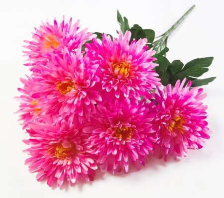 Астра Богиня солнца 7 цветков