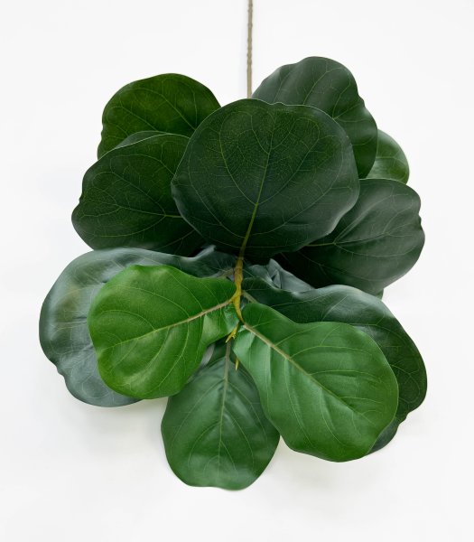 картинка Лирата темно-зеленая 15 листов от магазина KALINA