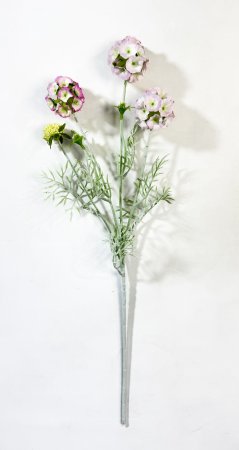 Скабиоза звездчатая светло-розовая