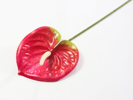 Соцветие антуриума