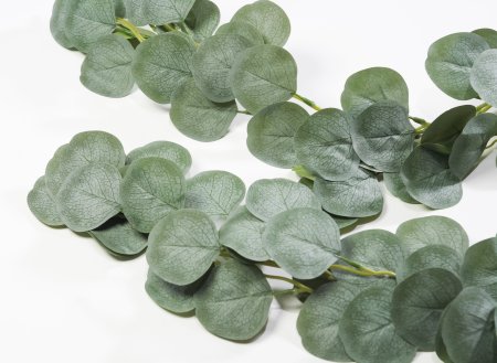 Лиана эвкалипта с крупным листом