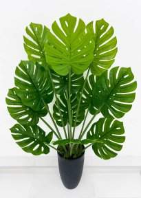 Монстера южно-американская 135 см БЕЗ КАШПО