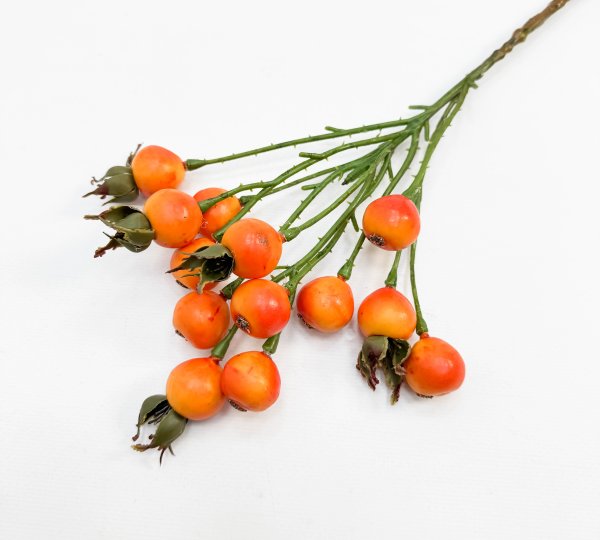 Шиповник "Глобус" оранжевый