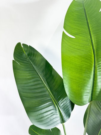 Куст банана "Бальбиса" 180 см в кашпо