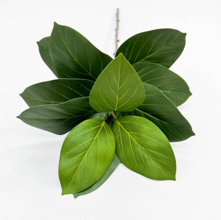 картинка Фикус Бенгальский 13 листов от магазина KALINA