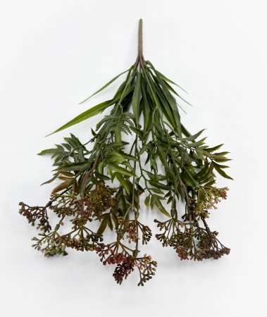 Тысячелистник розово-коричневый