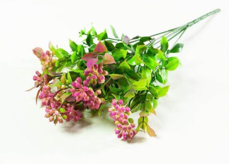 Скимия разноцветная