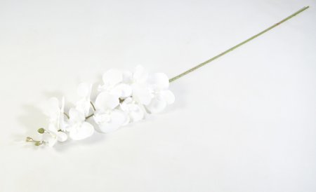 Ветка орхидеи чисто-белая