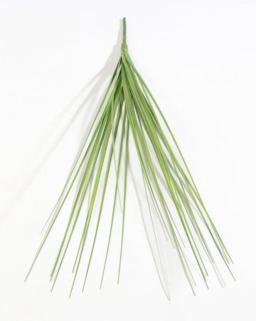 картинка Мискантус Грацилимус "Весна" от магазина KALINA